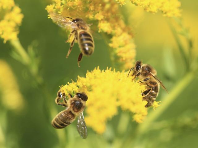 Abeilles©crtc Hauts De France Sylvie Lebreton (01)