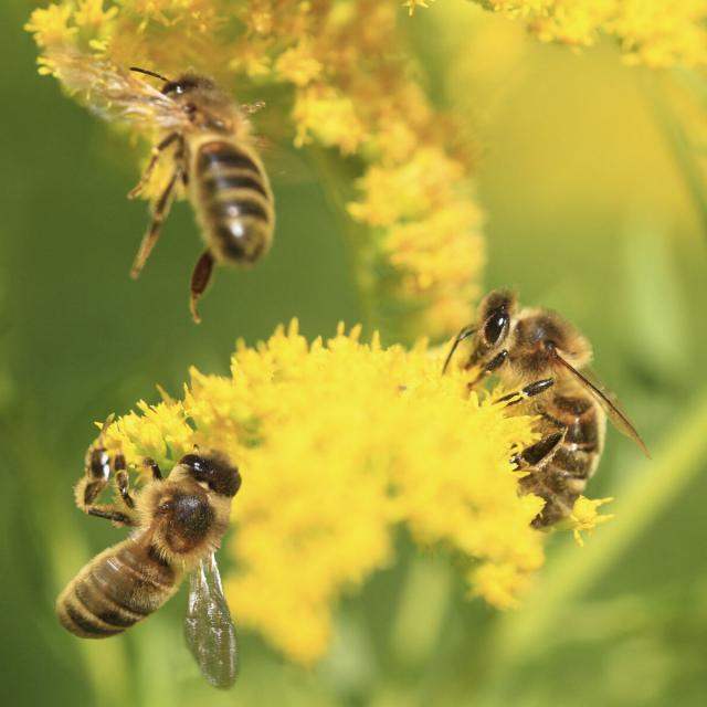 Abeilles©crtc Hauts De France Sylvie Lebreton (01)