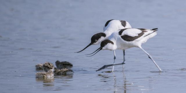Saint-Quentin-en-Tourmont_Parc ornithologique du Marquenterre©CRTC Hauts-de-France_Stephane Bouilland