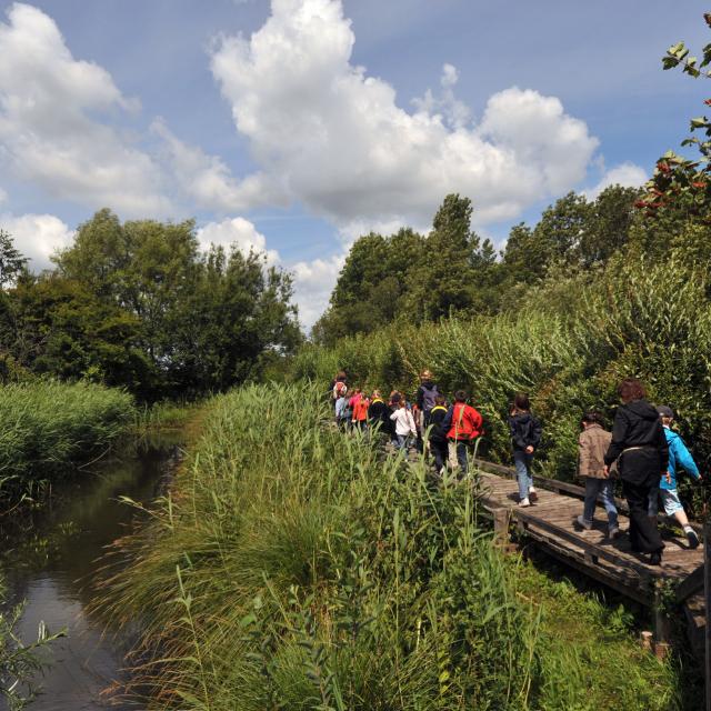 Clairmarais _ Réserve naturelle nationale des étangs du Romelaëre - © Office de Tourisme et des Congrès du Pays de Saint-Omer - Carl Peterloff