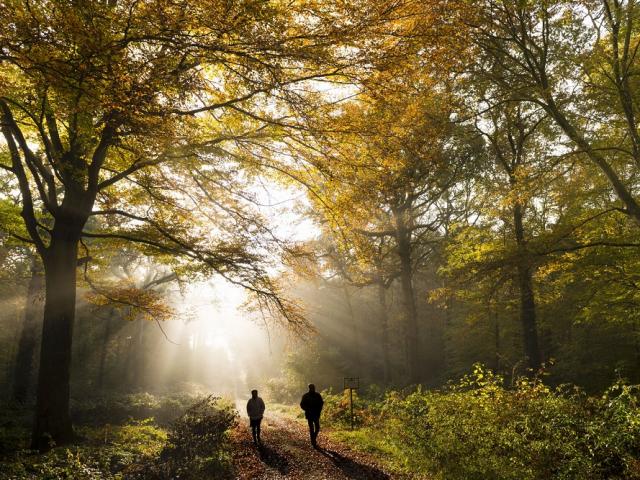 Saison : automne - Lieu : Forêt de Crécy, Crécy-en-Ponthieu, Somme, Picardie, Hauts-de-France, France