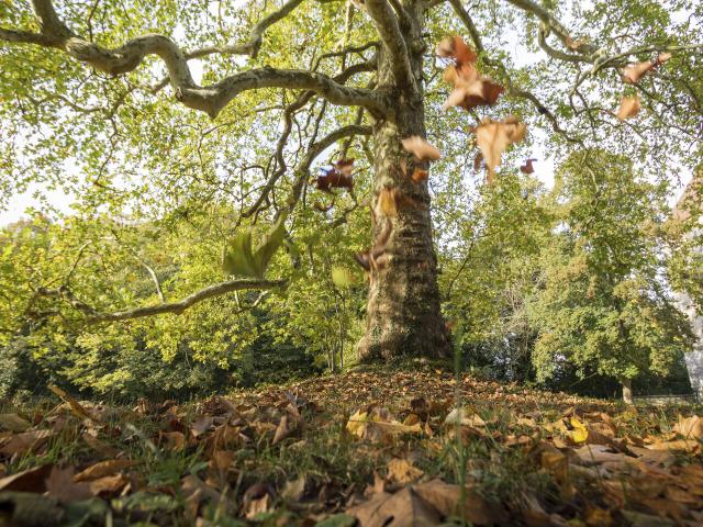 Compiègne _ Forêt de Compiègne Platane Automne © CRTC Hauts-de-France – Benoît Guilleux