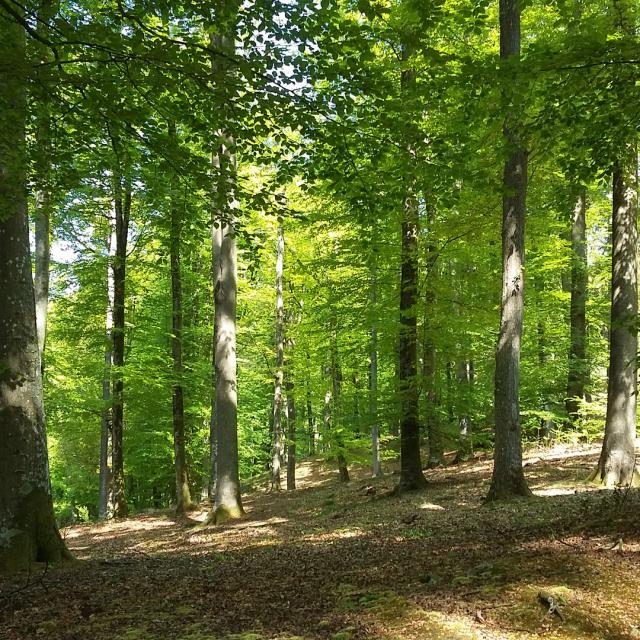 Villers-Cotterêts _ Forêt de Retz - © Office de Tourisme Retz en Valois