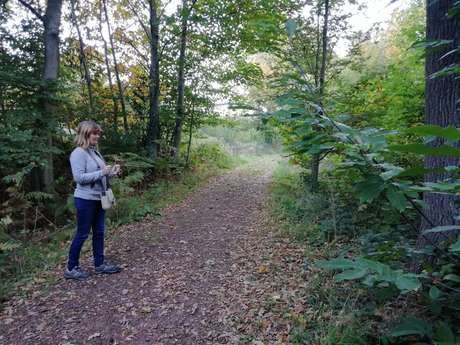 Shinrin Yoku en forêt de Bonsecours Shinrin Yoku en forêt de Bonsecours