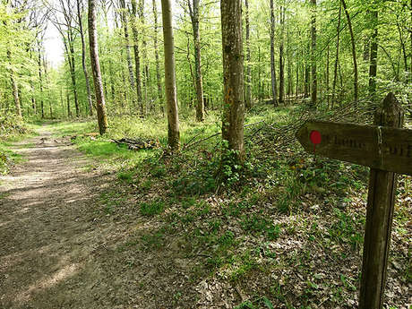 La forêt domaniale de Vauclair