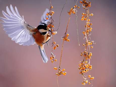 Sortie nature - Chants d'oiseaux au bois