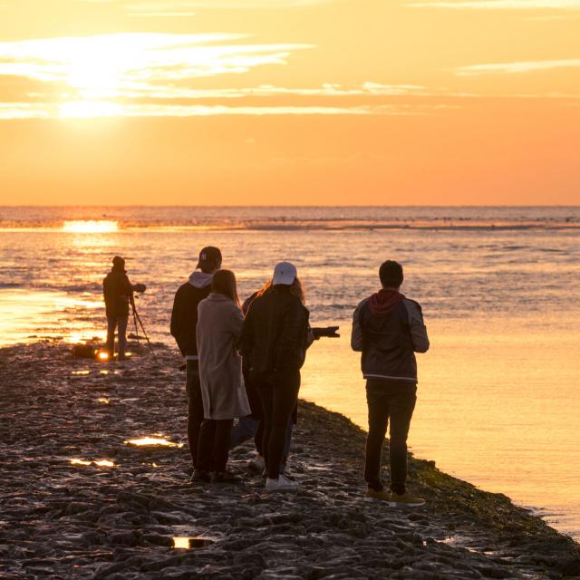Berck _ Baie d'Authie _ Les phoques et les personnes qui viennent les observer © CRTC Hauts-de-France - Stéphane Bouilland