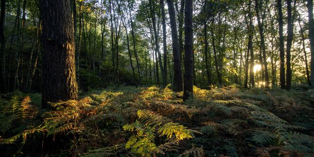 Saint-Amand-les-Eaux _Parc naturel régional Scarpe-Escaut _ La mare à Goriaux © CRTC Hauts-de-France - Sébastien Jarry