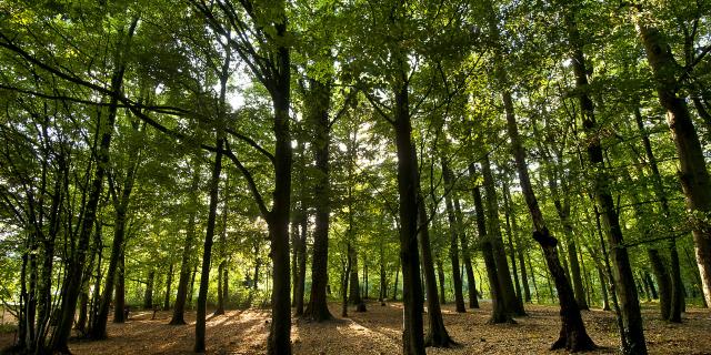 Raismes _ Forêt Saint Amand Wallers - © CRTC Hauts-de-France - Sébastien Jarry