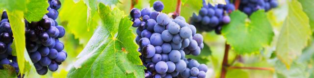 Vigne © Bearfotos - Freepik